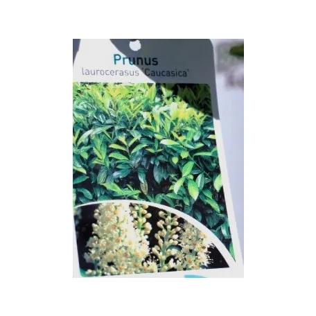 Kaukázusi babérmeggy Prunus laur. Caucasica P21