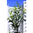 Kaukázusi babérmeggy Prunus laur. Caucasica P21