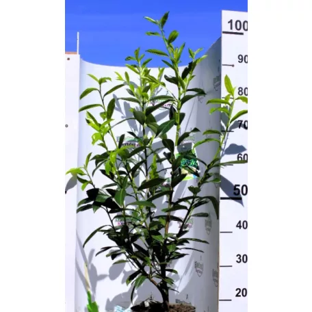 Kaukázusi babérmeggy Prunus laur. Caucasica P21