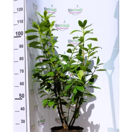 Novita babérmeggy Prunus laur. Novita C10