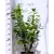 Novita babérmeggy Prunus laur. Novita C10