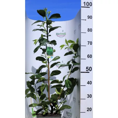 Babérmeggy Prunus laurocerasus Rotundifolia P19