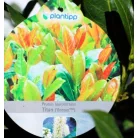Babérmeggy Prunus laurocerasus Titan C5