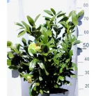 Babérmeggy Prunus laurocerasus Titan C5