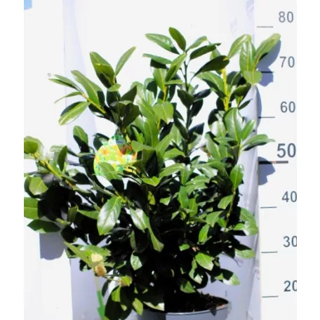 Babérmeggy Prunus laurocerasus Titan C5