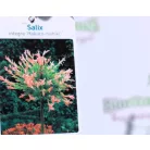 Tarkalevelű japán fűz Salix integra Hakuro-nishiki C5