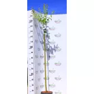 Tarkalevelű japán fűz Salix integra Hakuro-nishiki C5