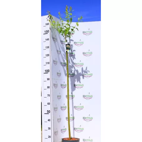 Tarkalevelű japán fűz Salix integra Hakuro-nishiki C5