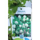Labdarózsa Viburnum opulus Roseum C2.5