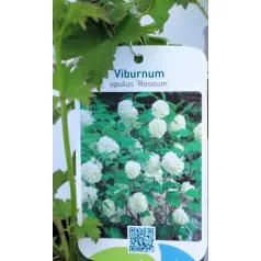 Labdarózsa Viburnum opulus Roseum C2.5