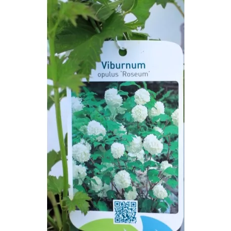 Labdarózsa Viburnum opulus Roseum C2.5