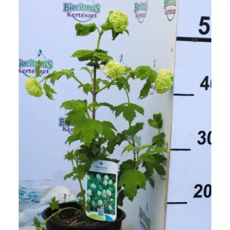 Labdarózsa Viburnum opulus Roseum C2.5