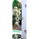 Fehér virágú lilaakác Wisteria flor. Alba V2