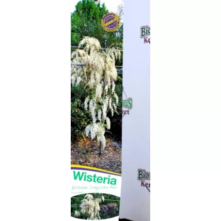 Fehér virágú lilaakác Wisteria flor. Alba V2