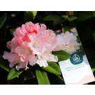 Örökzöld havasszépe Rhododendron yakushimanum in cultivars P15