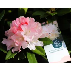   Örökzöld havasszépe Rhododendron yakushimanum in cultivars P15