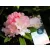 Örökzöld havasszépe Rhododendron yakushimanum in cultivars P15