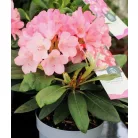 Örökzöld havasszépe Rhododendron yakushimanum in cultivars P15