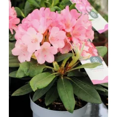   Örökzöld havasszépe Rhododendron yakushimanum in cultivars P15