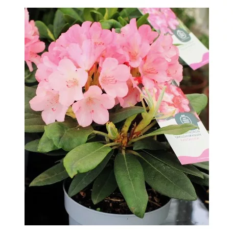 Örökzöld havasszépe Rhododendron yakushimanum in cultivars P15
