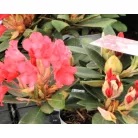 Örökzöld havasszépe Rhododendron yakushimanum in cultivars P15