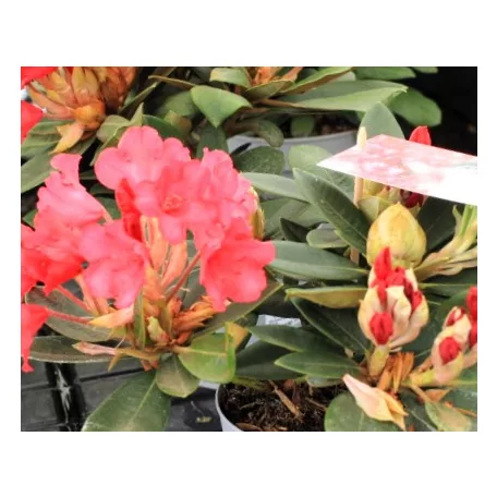 Örökzöld havasszépe Rhododendron yakushimanum in cultivars P15