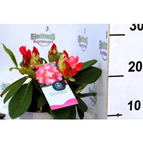 Örökzöld havasszépe Rhododendron yakushimanum in cultivars P15