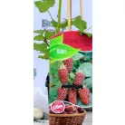 Szedermálna Rubus Tayberry C2