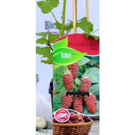Szedermálna Rubus Tayberry C2