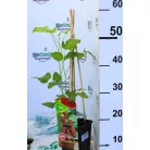 Szedermálna Rubus Tayberry C2