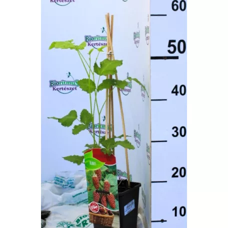 Szedermálna Rubus Tayberry C2