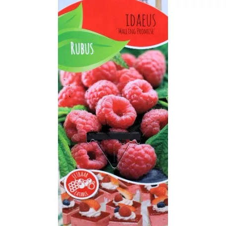 Óriás bőtermő málna Rubus idaeus Malling Promise C2