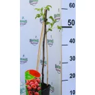 Óriás bőtermő málna Rubus idaeus Malling Promise C2