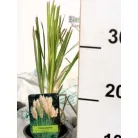 Fehér pampafű Cortaderia selloana P11