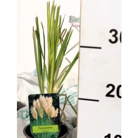 Fehér pampafű Cortaderia selloana P11