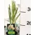 Fehér pampafű Cortaderia selloana P11