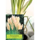 Fehér pampafű Cortaderia selloana P11