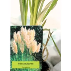 Fehér pampafű Cortaderia selloana P11