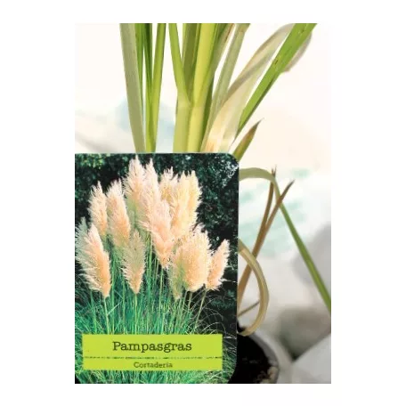 Fehér pampafű Cortaderia selloana P11