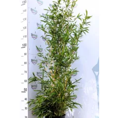   Aranyszárú bambusz Phyllostachys aureosulcata Aureocaulis C9