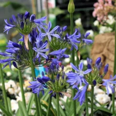 Szerelemvirág kék Agapanthus Charlotte P12