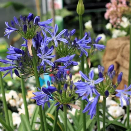 Szerelemvirág kék Agapanthus Charlotte P12