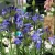 Szerelemvirág kék Agapanthus Charlotte P12