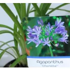 Szerelemvirág kék Agapanthus Charlotte P12