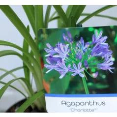 Szerelemvirág kék Agapanthus Charlotte P12