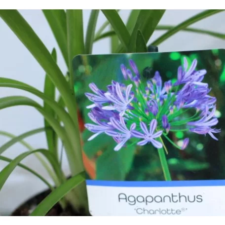 Szerelemvirág kék Agapanthus Charlotte P12