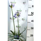 Szerelemvirág kék Agapanthus Charlotte P12