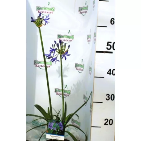 Szerelemvirág kék Agapanthus Charlotte P12