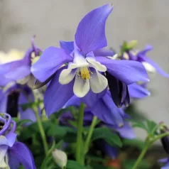 Harangláb Aquilegia caerulea Earlybird P15