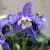 Harangláb Aquilegia caerulea Earlybird P15
